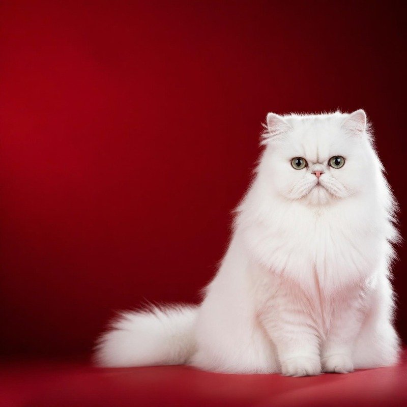 Cats